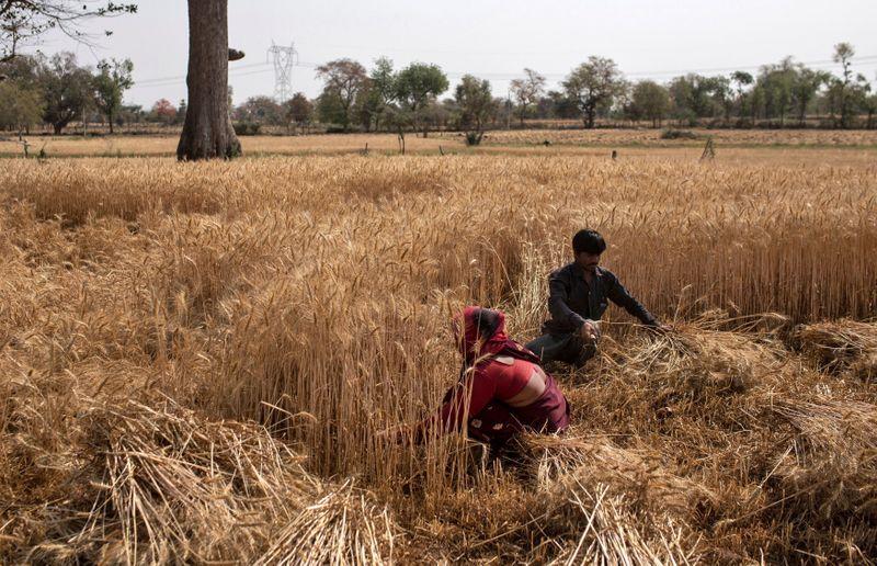 USDA attache sees Indias 202122 wheat crop at 105 million tons