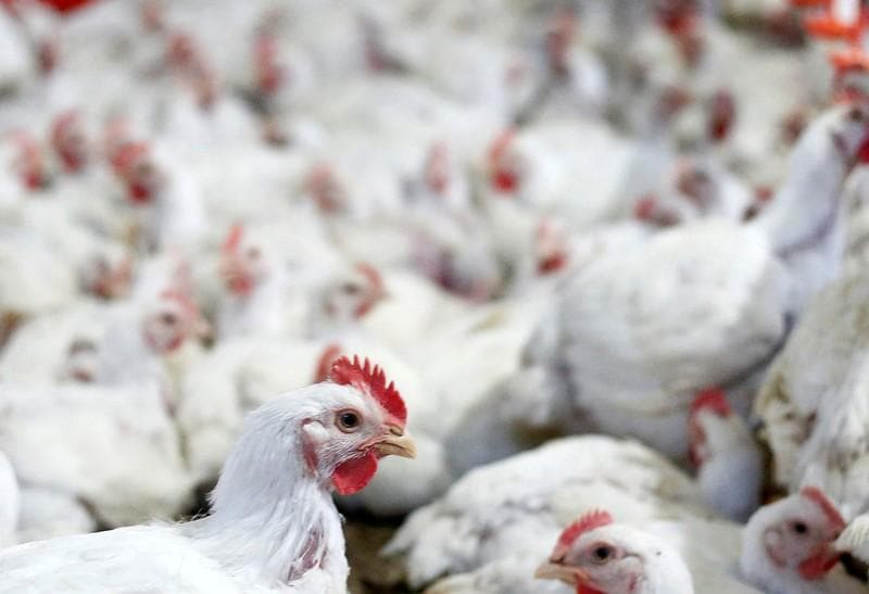 Brazil asks for WTO investigation of Indonesia on poultry trade