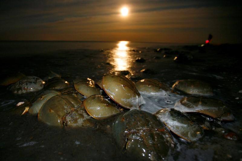 Wildlife groups pressure Big Pharma to curb crab blood addiction