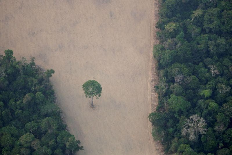 Brazil deforested 10000 square km of Amazon rainforest in 2019 up 34 on year