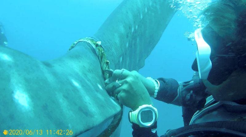 Video captures Thai divers effort to free distressed whale shark