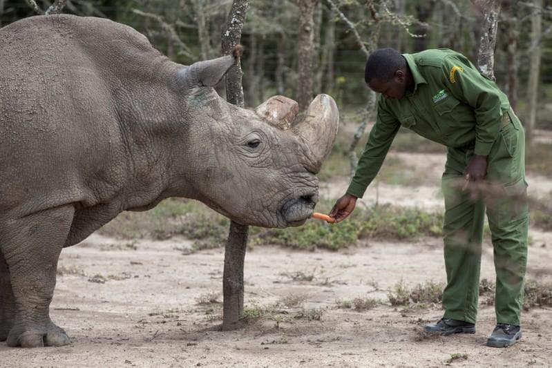 Scientists hope test-tube embryos can save near-extinct white rhino ...