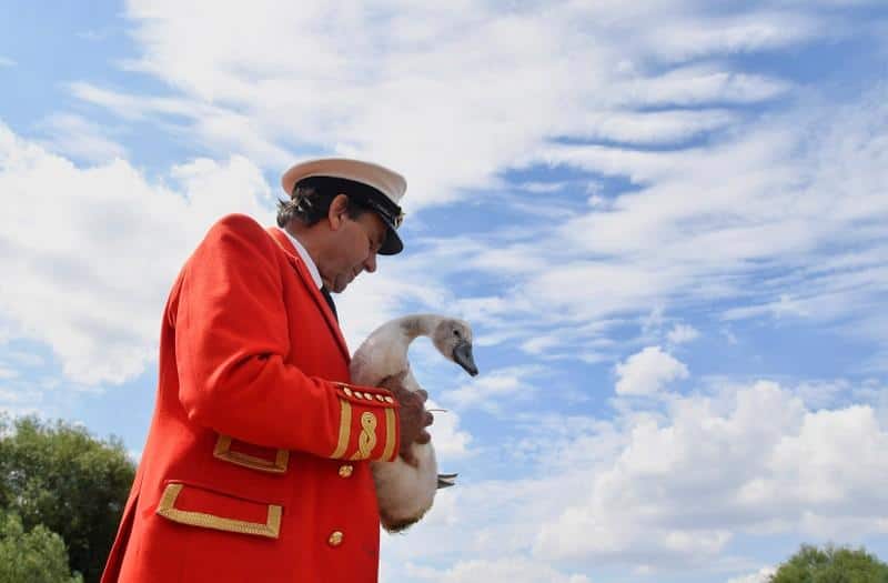 Queen Elizabeth owns how many swans? Annual count gets underwayWorld