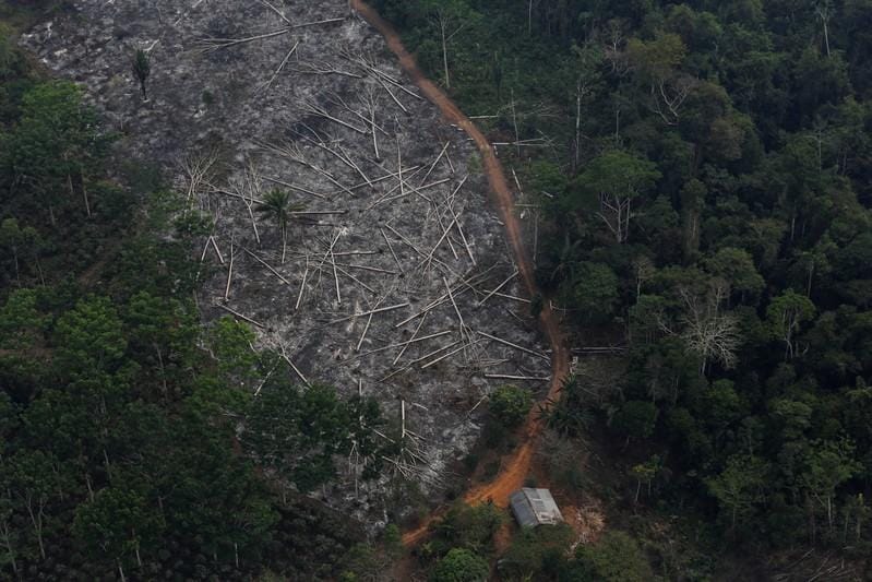 Most big companies fail to report role in deforestation charity says