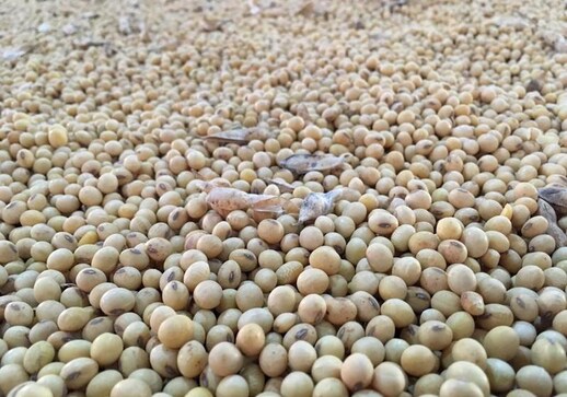 Exclusive: Brazil soybeans lose protein, China sales at risk Exclusive: Brazil soybeans lose protein, China sales at risk