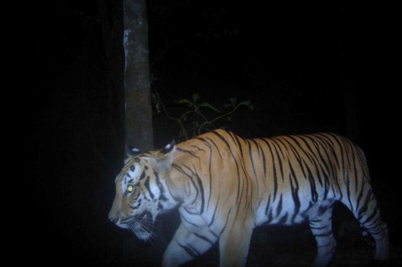 New tiger sightings in Thailand raise conservation hopes