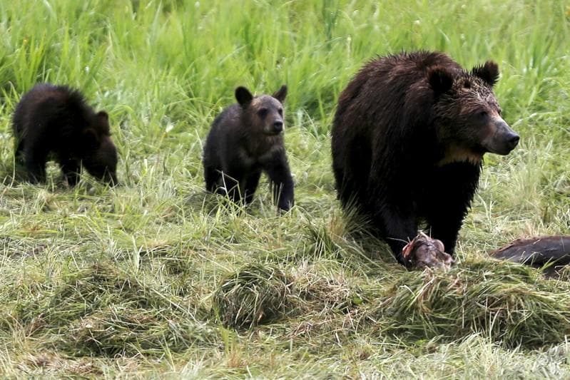 First Yellowstonearea grizzly hunt in 40 years blocked by federal judge