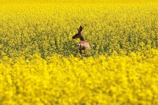 'Like gold': Canadian canola prices spike as shippers find back door to China 'Like gold': Canadian canola prices spike as shippers find back door to China
