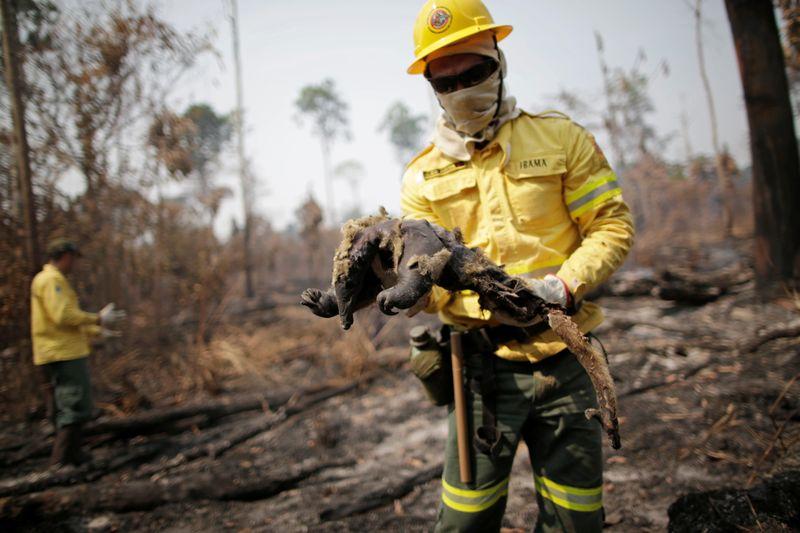 Brazils Bolsonaro calls surging Amazon fires a lie