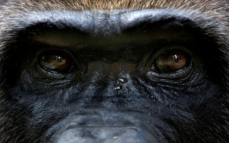 Cameroon cancels logging plan that threatened rare apes