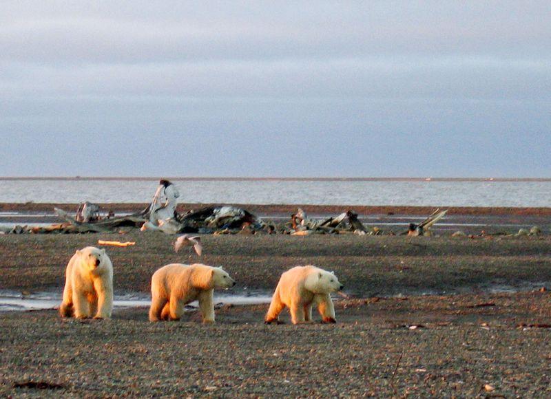 Trump administration approves oil drilling in Alaska wildlife refuge
