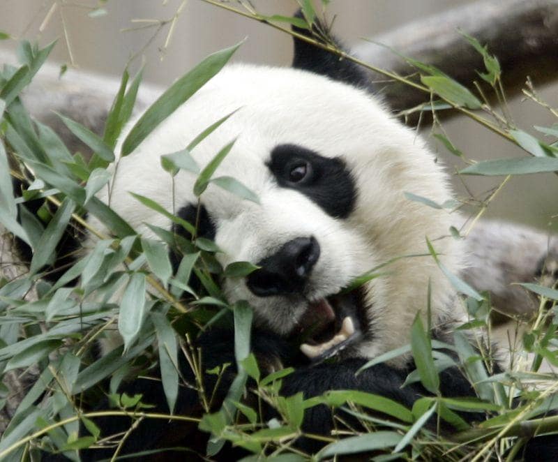 A good day Giant pandas pregnancy brings cheer to US National Zoo