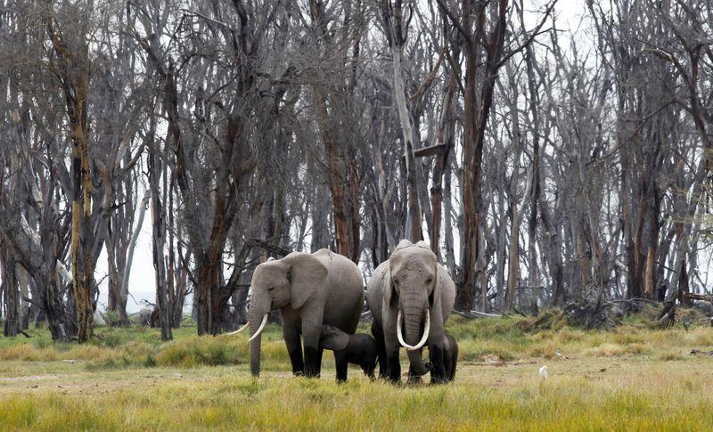 Kenyan all-female conservation ranger unit patrols amid COVID-19 ...