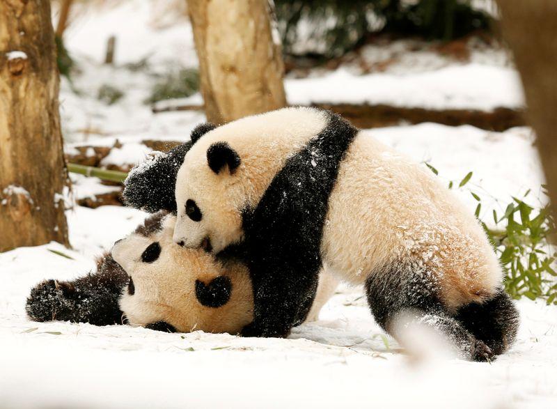 Pure joy Giant panda at US National Zoo gives birth to healthy cub