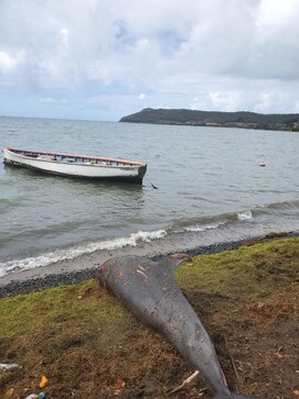 17 dead dolphins wash up on Mauritius beach near oil spill site 17 dead dolphins wash up on Mauritius beach near oil spill site