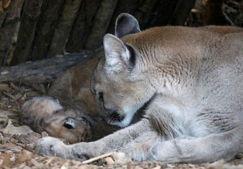 Not one not two but three Paris zoo enjoys rare baby boom