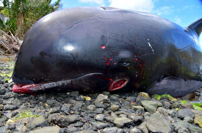 Autopsy finds wounds but no oil on dolphins washed up near Mauritius spill