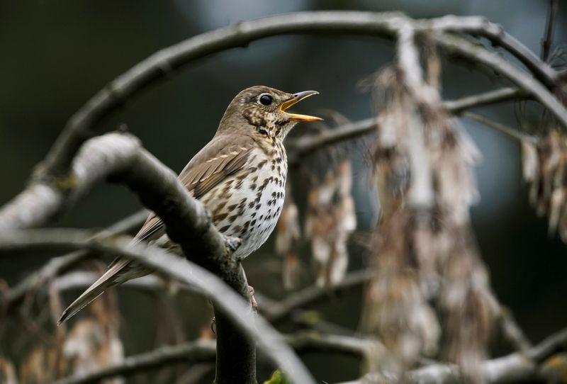 France suspends controversial gluetrapping of songbirds
