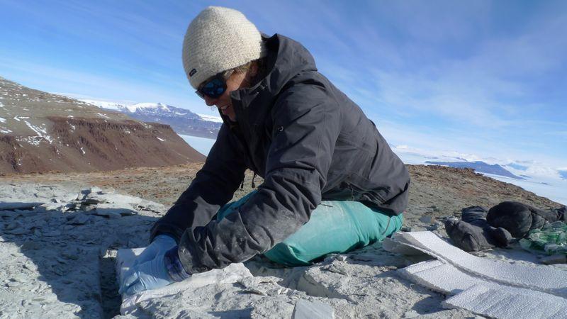 Mammallike Triassic creature beat polar winters by hibernating
