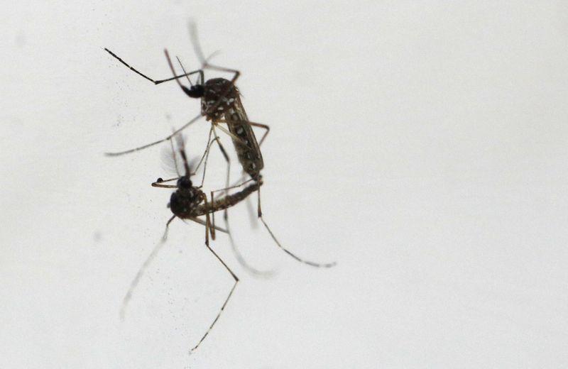 Singapore battles record dengue outbreak with more mosquitoes Singapore battles record dengue outbreak with more mosquitoes