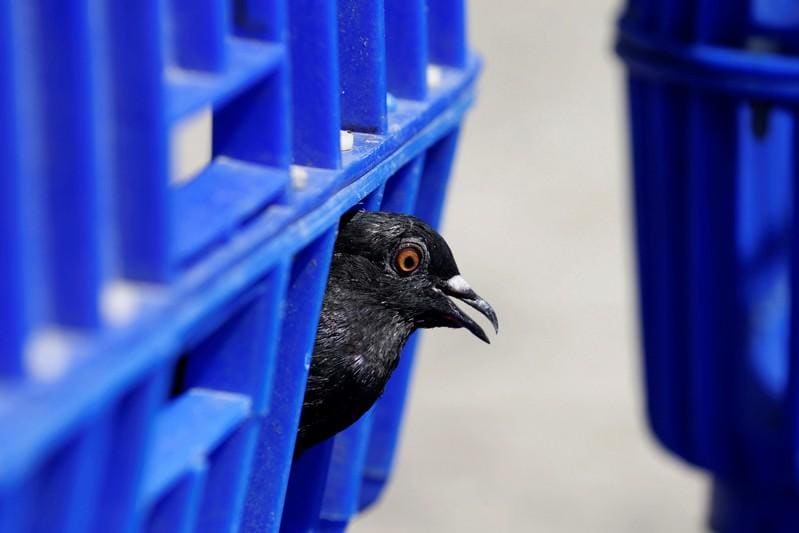 Jail birds Thailand considers prison for feeding pigeons