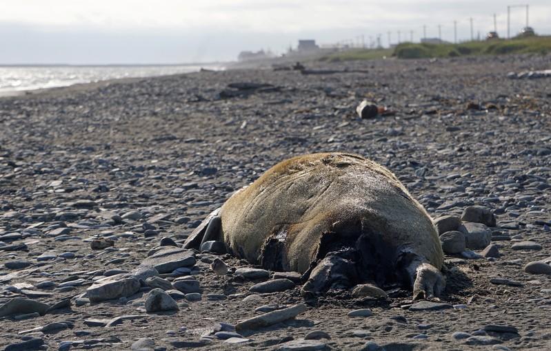 Alaska seal dieoff spurs government investigation
