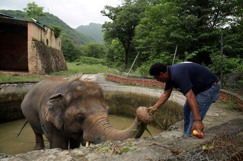 With songs and sedation experts aim to rescue Kaavan the Islamabad elephant