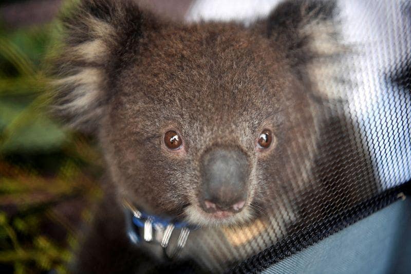 Koala war throws Australian state into political chaos