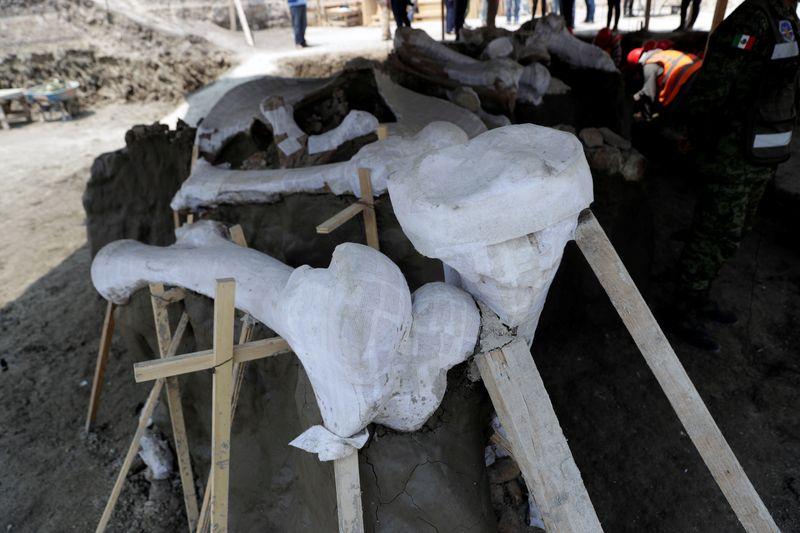 Mexican airport site emerges as major graveyard of Ice Age mammoths