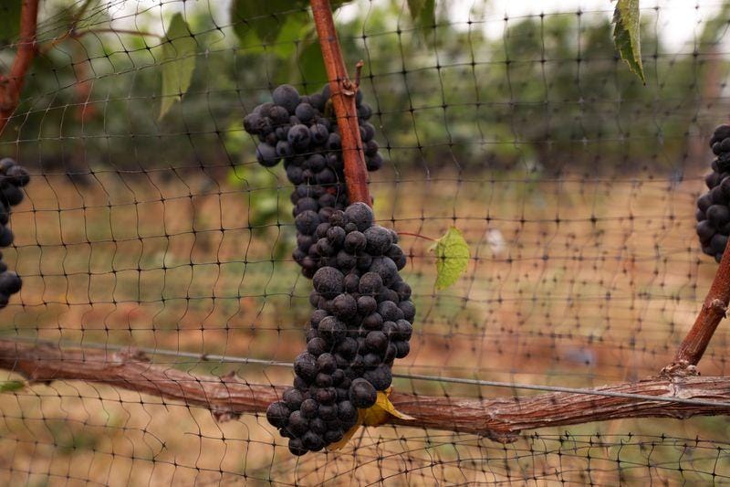 Wet ashtray wine grapes left to birds as fires choke West Coast vineyards