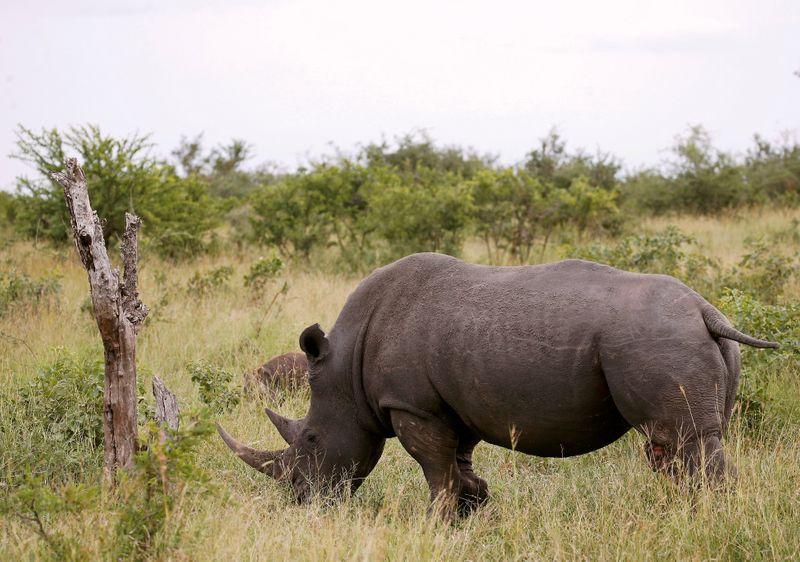 Intelligence helps Namibia turn tide against rhino poachers government says