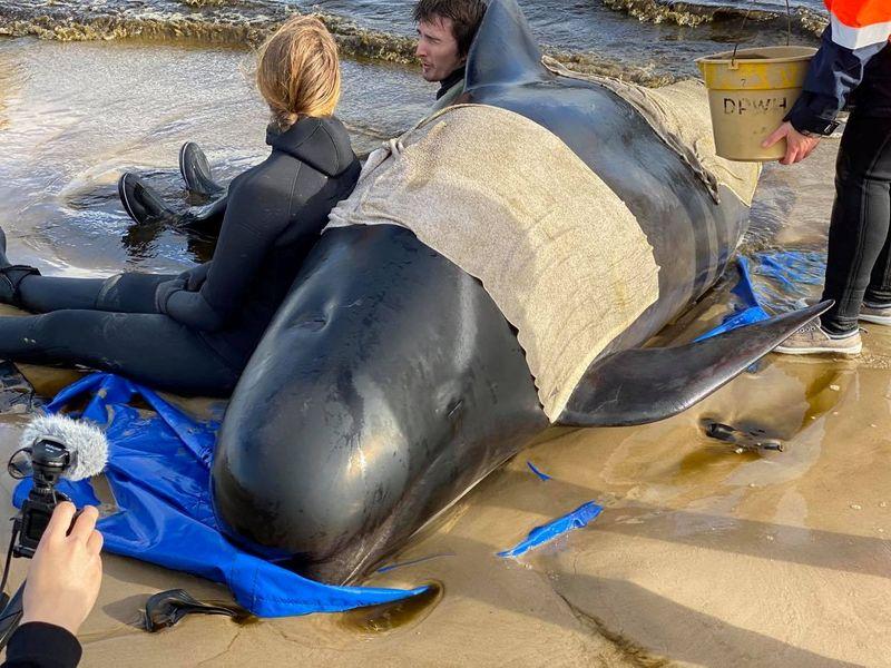 Australia counts record 470 stranded whales as rescue continues