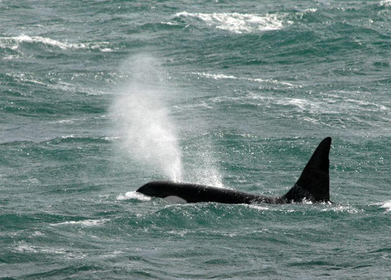 Spanish coastguard bans small sailboats after damage from orcas