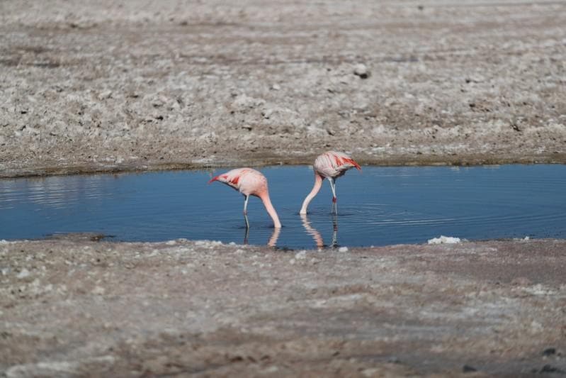 Insight A water fight in Chiles Atacama raises questions over lithium mining