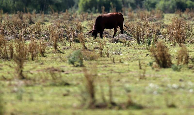 Less meat, more pasta: how the economic crisis is changing Argentina’s diet