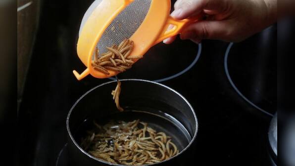 Ants, crickets and cockroaches - healthy snacks that taste like potato chips