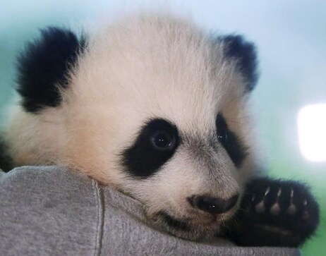 Bye Bye, Bei Bei: National Zoo panda leaves for China next month Bye Bye, Bei Bei: National Zoo panda leaves for China next month