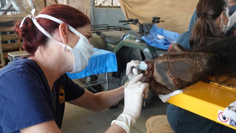 Rescue network seeks to save rehab Californias firestricken wild animals