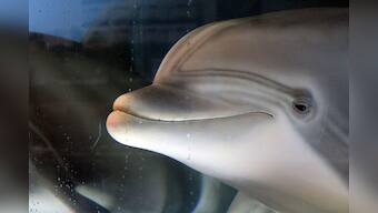 The robot dolphin that could replace captive animals at theme parks one day