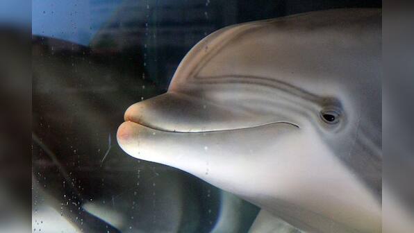 The robot dolphin that could replace captive animals at theme parks one day