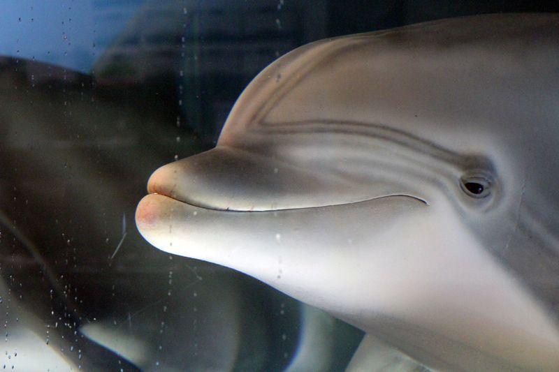The robot dolphin that could replace captive animals at theme parks one day The robot dolphin that could replace captive animals at theme parks one day