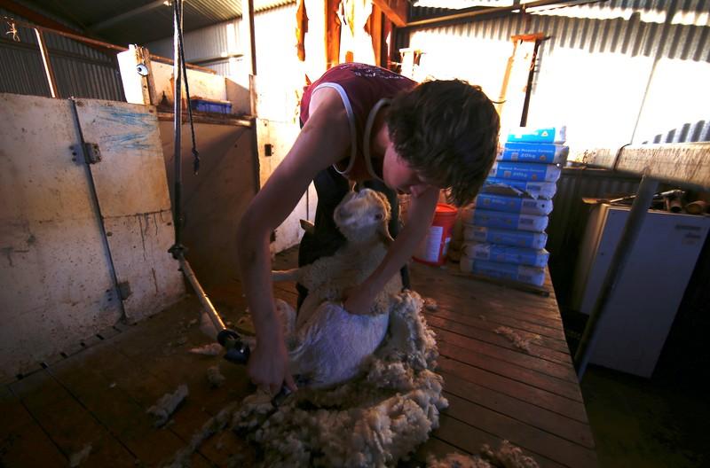 Australian drought sporty shoppers push up prices of wool clothing