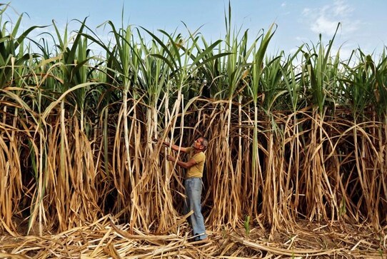 India needs sugar reforms as stocks climb: ISMA chief India needs sugar reforms as stocks climb: ISMA chief