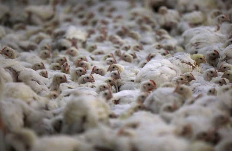 US poultry shares soar after China ends ban on imports of US meat