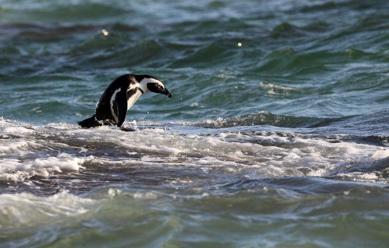 As African penguin population dwindles researchers plan new colony