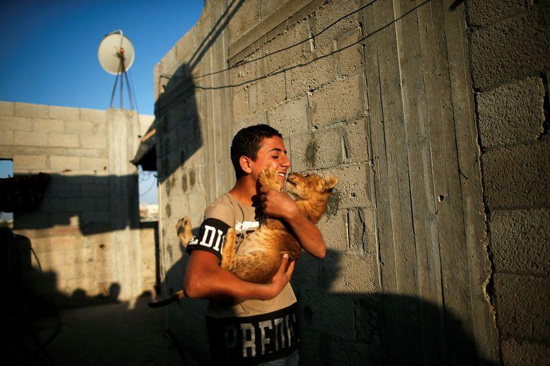 Palestinian baker keeps lion cubs as pets on Gaza rooftop