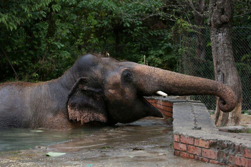 Pakistans lonely elephant serenaded one last time at farewell party