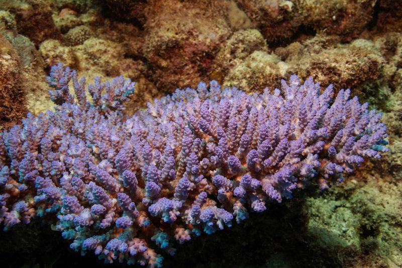 Coral IVF trial offers hope of renewal for Australias Great Barrier Reef