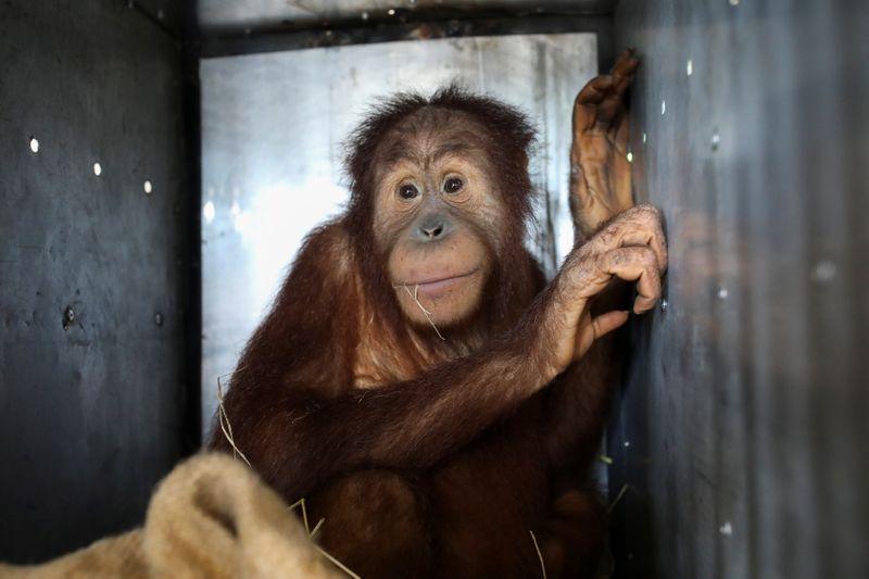 Two smuggled Sumatran orangutans flown home from Thailand