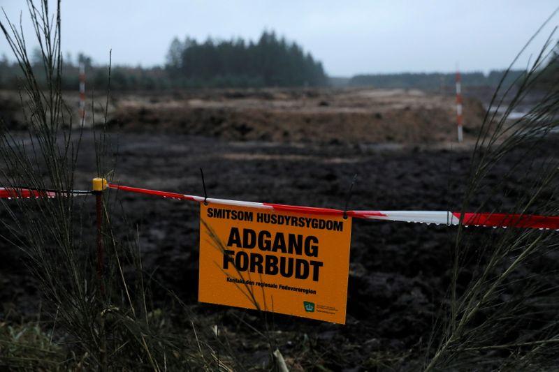 Denmark to dig up millions of mink from mass graves